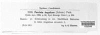 Puccinia angelicae image